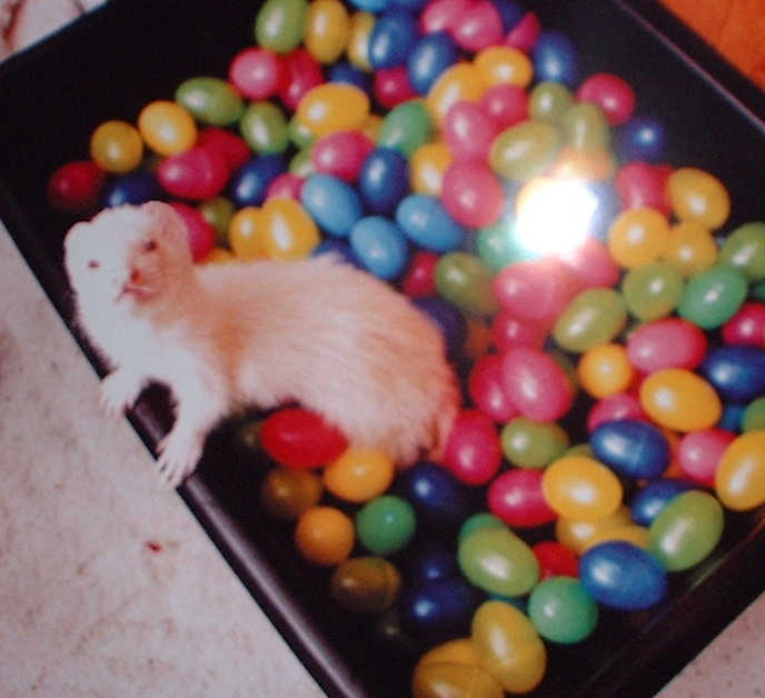 Monkey with his Eggs