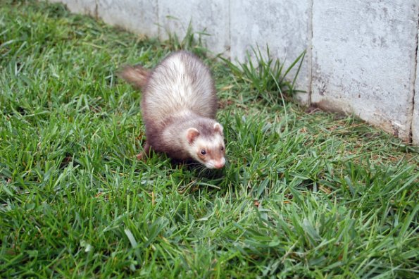 Miloscagemate1
