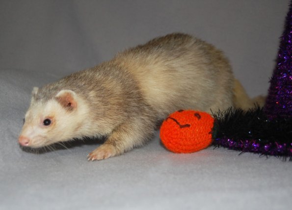 milo1