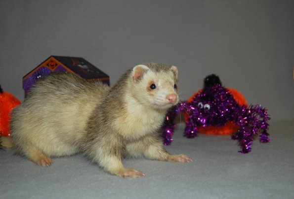 milo2