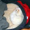 shelterferret