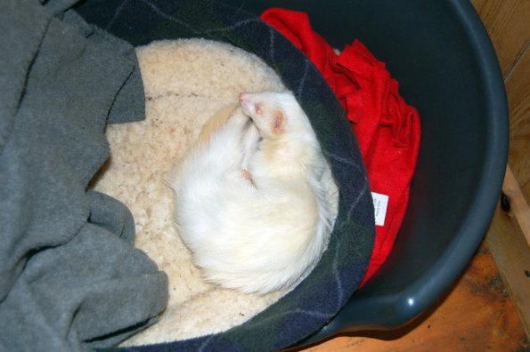 shelterferret
