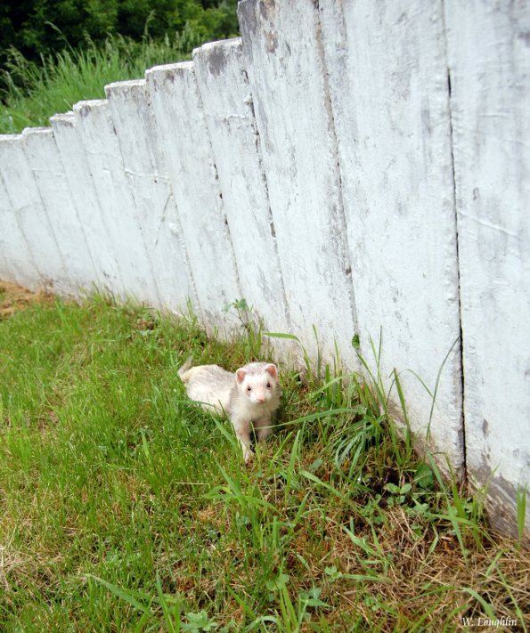Milo_ShelterKid1
