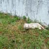 Milo_Shelterkid