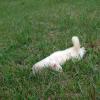 titch3