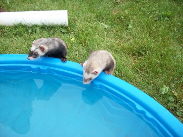 emicrumpetwater