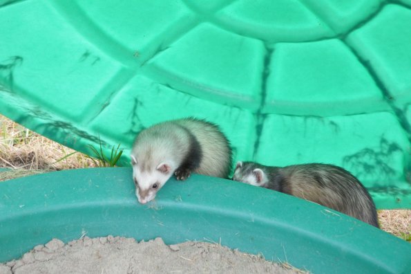 Bandit (5)