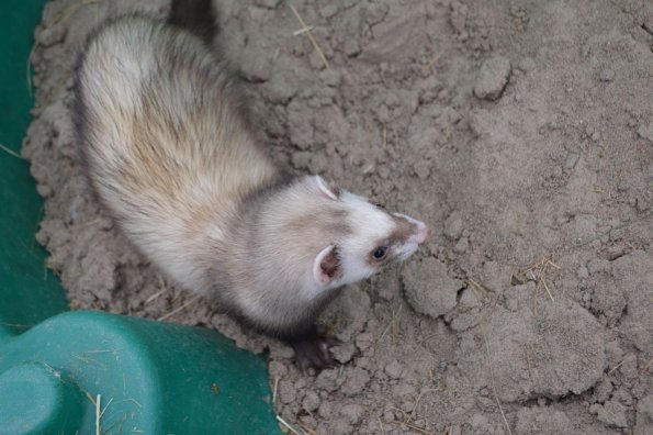Bandit (6)