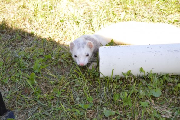 Play yard fun