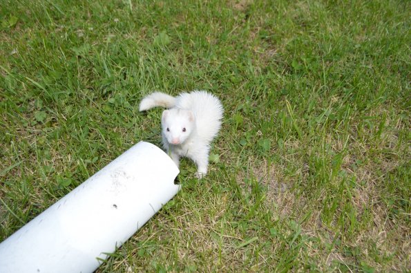 Play yard fun  with Aurora (10)