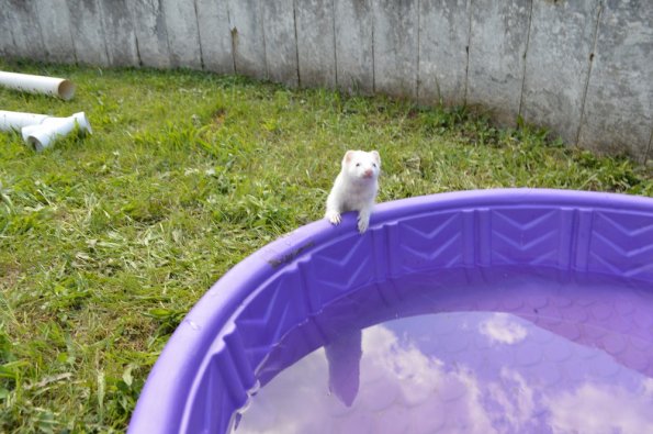 Play yard fun  with Aurora (11)
