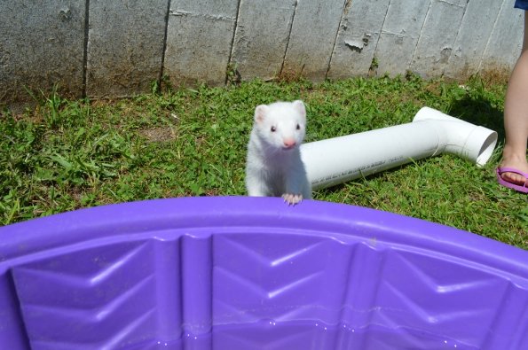 Play yard fun  with Aurora (2)