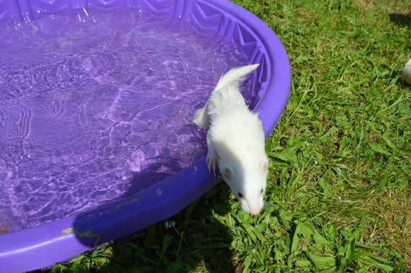 Play yard fun  with Aurora (8)