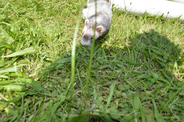 Play yard fun with Andy's Bear (5)