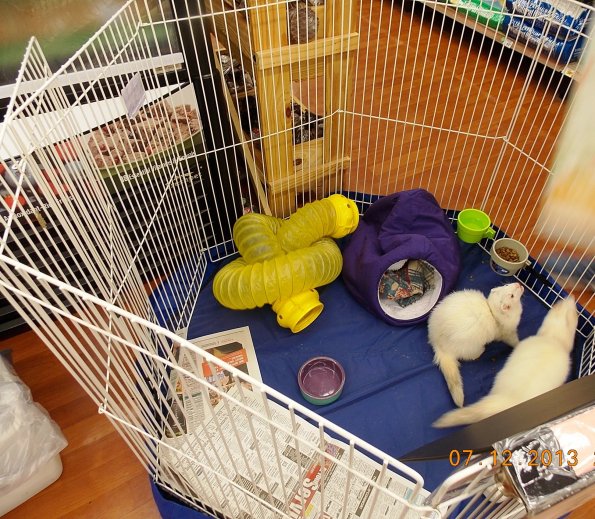 Fred-and-George-Petco-Canandaigua-003