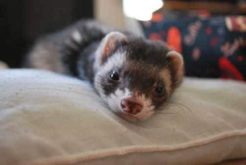 Welcome to Lakeroad Ferret Farm Rescue/Shelter Inc.